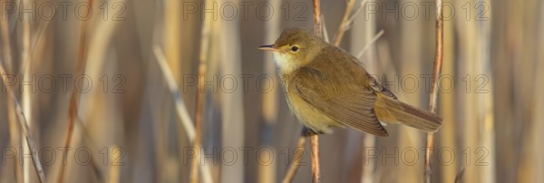 Reed Warbler, subspecies scirpaceus, (Acrocephalus scirpaceus scirpaceus), (Acrocephalus scirpaceus), animals, birds, songbirds, Hockenheim, Baden-Württemberg, Federal Republic of Germany