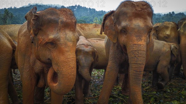 Group of Asian elephants (elephas maximus) in a forested area with dense vegetation, Pinnawela Elephant Orphanage, Sri Lanka