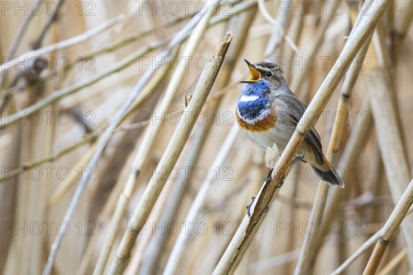 Bluethroat (Luscinia svecica cyanecula) ml Germany
