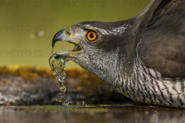 Northern Goshawk (Accipiter gentilis) drinking at a waterhole, Subotica, Serbia