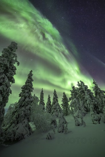 Northern lights over winter landscape, snow-covered trees, Riisitunturi National Park, Posio, Lapland, Finland