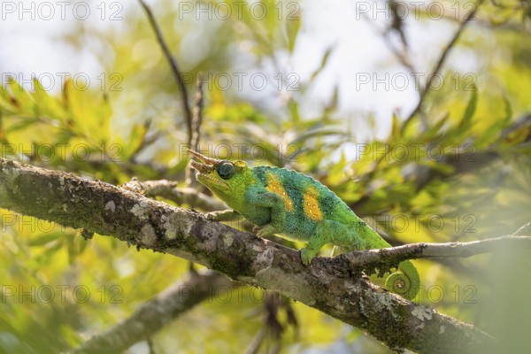 Three-horned chameleon (Trioceros jacksonii), male, between leaves on a branch, Bwindi Impenetrable Forest National Park, Uganda