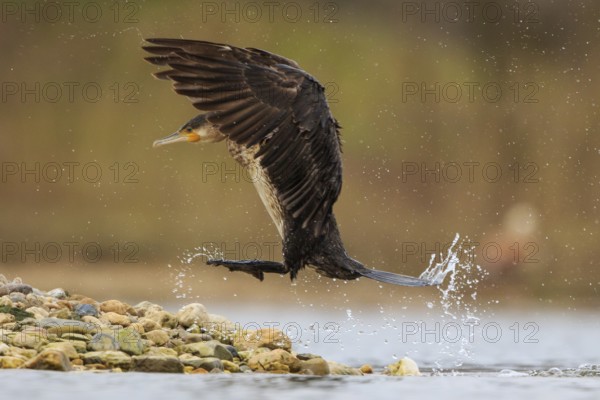 Great Cormorant (Phalacrocorax carbo) landing, North Rhine-Westphalia, Germany