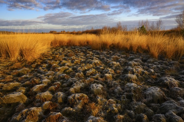 Wide, wintry Goldenstedt moor with pipe grass in the evening light, Goldenstedt, Lower Saxony, Germany