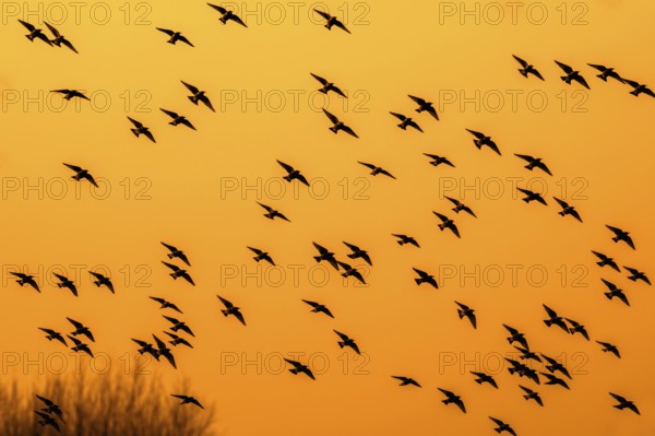 European starling murmuration, large flock of common starlings (Sturnus vulgaris) in flight silhouetted against orange sunset sky