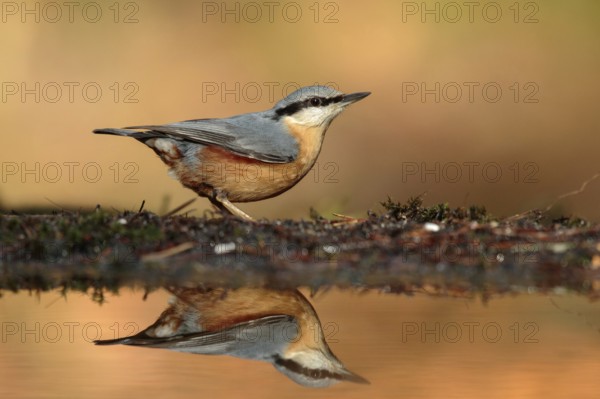 Eurasian Nuthatch (Sitta europaea), Utrecht, Netherlands