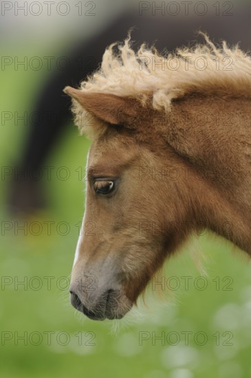 Profile view of a young horse with a curly mane against a green background, Welsh pony, Bavaria