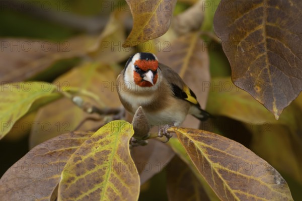 European goldfinch (Carduelis carduelis) adult garden bird in a Magnolia tree with autumn colour leaves, England, United Kingdom