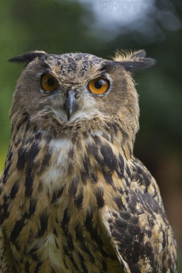 Portrait of an Eurasian Eagle Owl, Bubo bubo. Green vegetation in the background