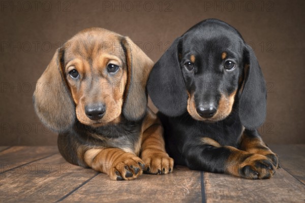 A pair of small dachshund puppies sits on a dark background, exuding cuteness and charm. Their expressive eyes and soft fur contribute to an irresistible, heartwarming scene