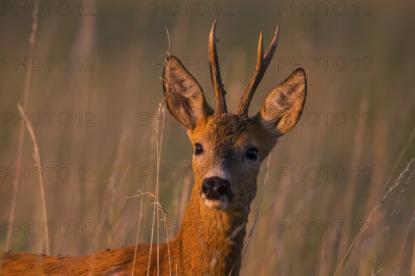 Roe deer (Capreolus capreoöus) Buck Germany