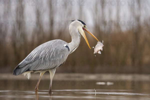 Grey Heron (Ardea cinerea) with fish prey in beak, Pusztaszer, Hungary