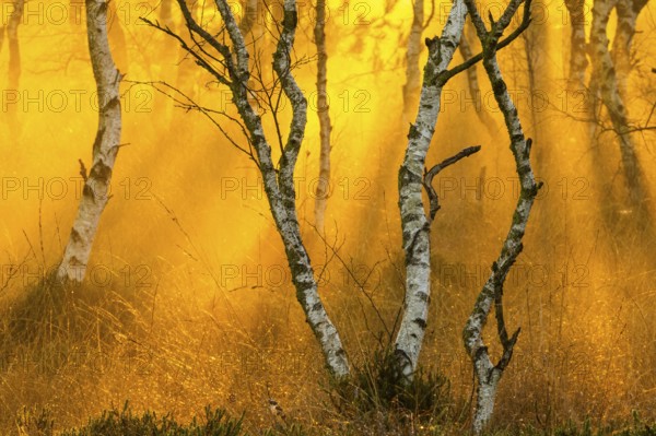 Birches (Betula) in the fog at dawn in the Molberger Dose, moor, raised bog, Molbergen, Lower Saxony, Germany