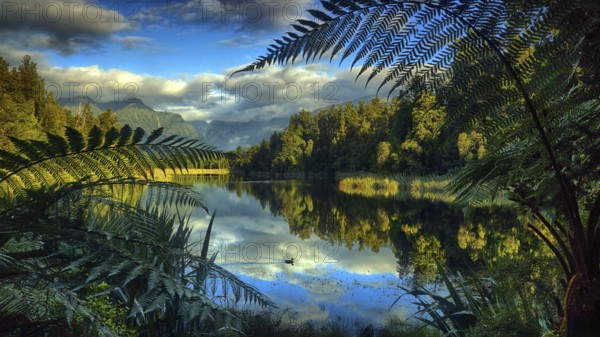 New Zealand, South Island, lake, Lake Mathieson, ferns, landscape, waters, New Zealand