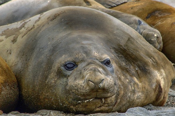 Animals, mammals, resting elephant seal, South Georgia, Antarctica