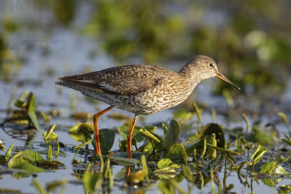 Spotted Redshank (Tringa erythropus) Hungary