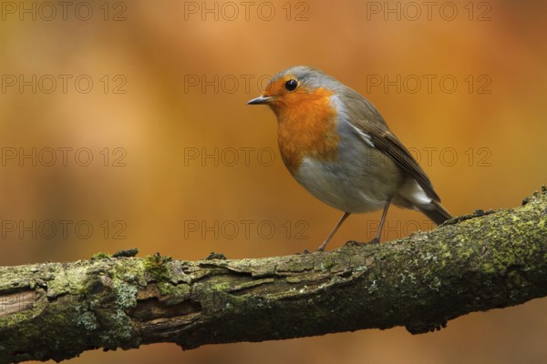 European Robin (Erithacus rubecula), Utrecht, Netherlands