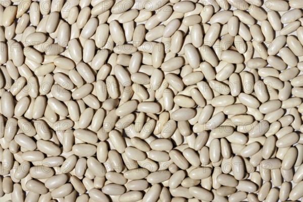 A closely packed, high-resolution image showing a multitude of white beans covering the entire frame, providing a detailed texture ideal for backgrounds