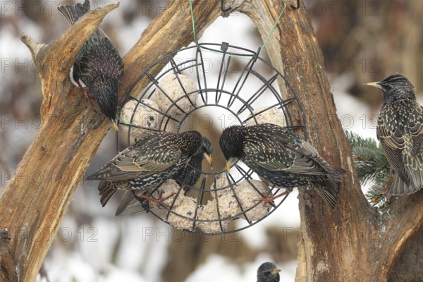 Starling (Sturnus vulgaris) at winter feeding in the forest, Allgäu, Bavaria, Germany, Allgäu, Bavaria, Germany