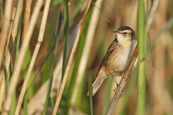 Sedge Warbler (Acrocephalus schoenobaenus), Mecklenburg-Western Pomerania, Deutschland