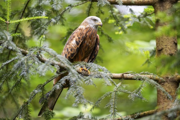 Red kite (Milvus milvus) sitting on a branch, Bavaria, Germany