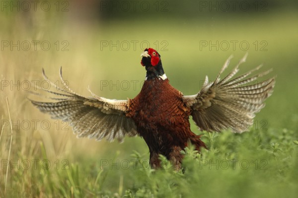 Common Pheasant (Phasianus colchicus) male displaying, Lombardy, Italy