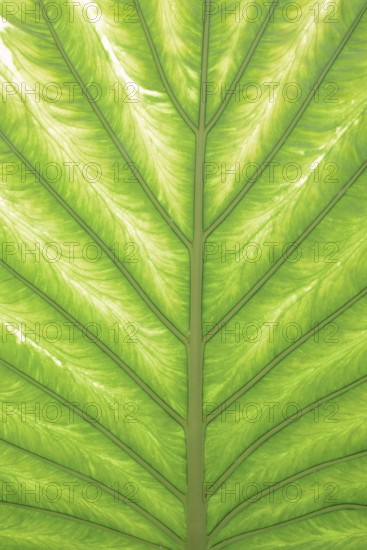 Taro or water bread root (Colocasia esculenta), useful plant, leaf detail, North Rhine-Westphalia, Germany