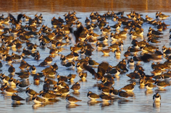 Northern Lapwing (Vanellus vanellus) huge flock, Netherlands