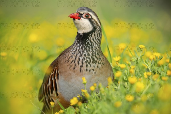 A red-legged partridge stands proudly among lush yellow wildflowers, showcasing its distinctive plumage and bright red beak The scene captures the harmony of nature