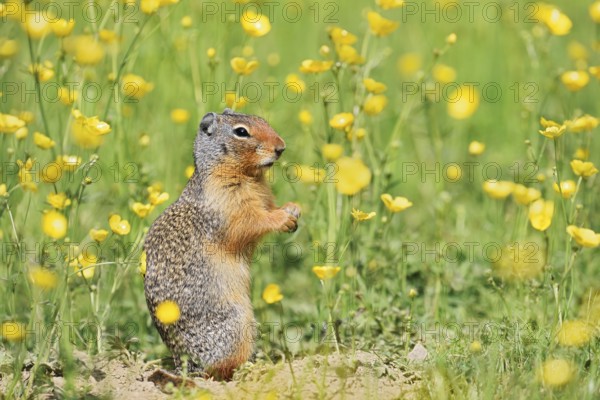 Columbia ground squirrel (Urocitellus columbianus, Spermophilus columbianus) in a flower meadow, Yoho National Park, British Columbia, Canada
