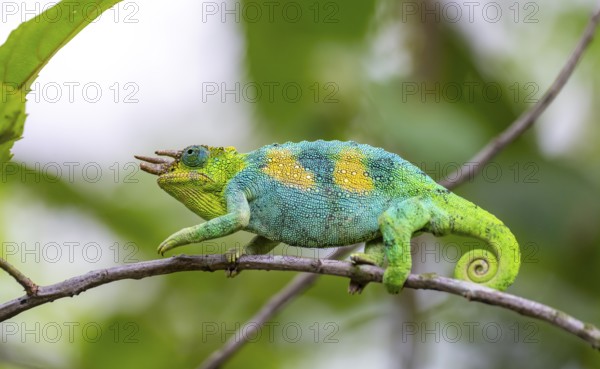 Three-horned chameleon (Trioceros jacksonii), male, between leaves on a branch, Bwindi Impenetrable Forest National Park, Uganda