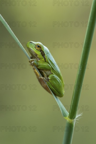 European tree frog (Hyla arborea), Zandvort, Netherlands