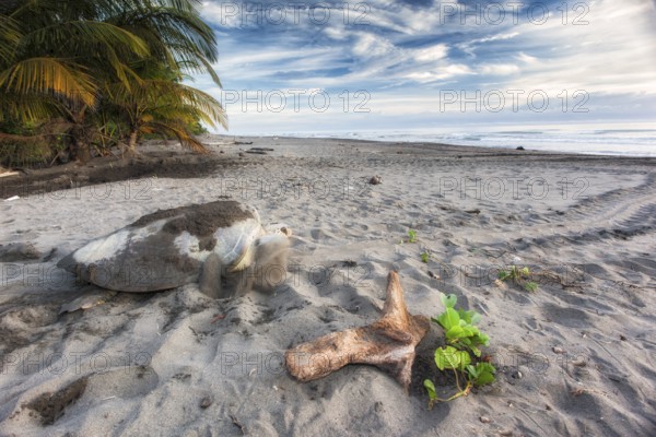 Green sea turtle returning to Caribbean Sea after laying eggs on beach in Tortuguero National Park