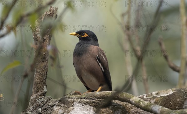 A Common Myna (Acridotheres tristis) on a tree branch, Sreepur, Gazipur, Bangladesh
