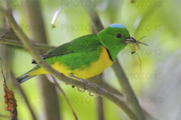 Blue-crowned Chlorophonia (Chlorophonia occipitalis), Guatemala