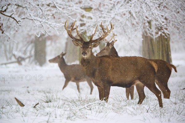 Deer standing in a snow-covered forest, surrounded by bare trees under a winter sky, Winter, Red deer (Cervus elaphus), Hesse, Germany