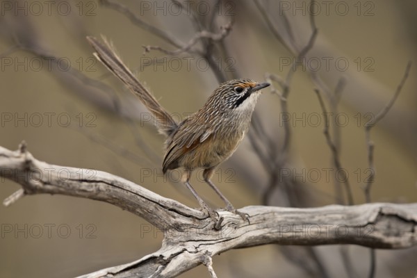 Striated Grasswren (Amytornis striatus) perched on a branch, Victoria, Australia