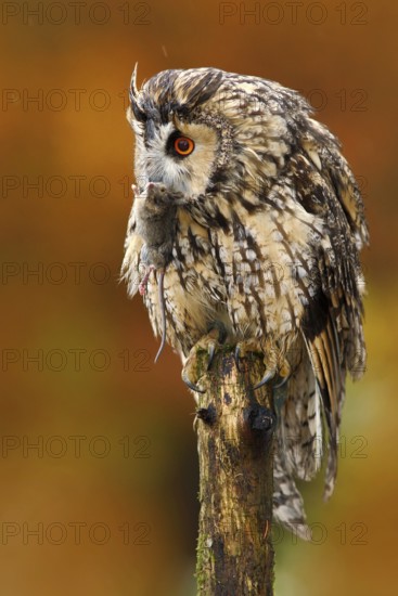 Tawny owl in the forest with mouse in the talon. Brown owl sitting on tree stump in the dark forest habitat with catch. Beautiful animal with food. Action autumn nature scene. Bird in Finland forest