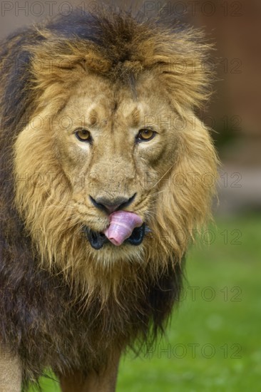 A lion with an impressive mane licks its tongue in a green environment, captive, Germany
