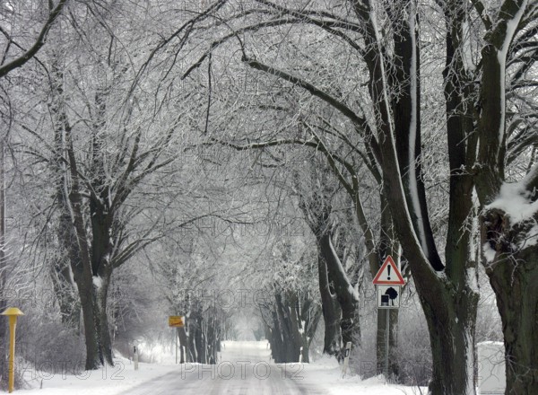 Winter linden avenue (Tilia) on a federal road, Mecklenburg-Western Pomerania, Germany