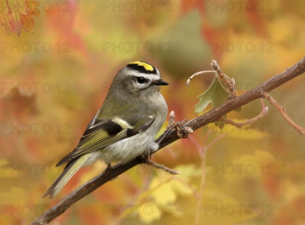 Golden-crowned Kinglet, Regulus satrapa, perched on a branch in the Autumn in Saskatoon, Saskatchewan, Canada