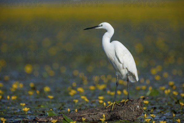 Little Egret (Egretta garzetta) Hungary