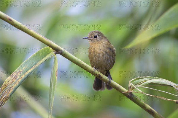 White-tailed Robin (Myiomela leucura) female, Thailand