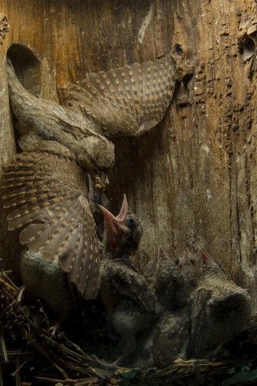 Eurasian Wryneck (Jynx torquilla) feeding chicks in nesting box, Saxony, Germany