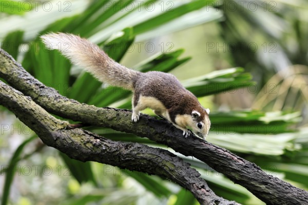 Finlayson's squirrel (Callosciurus finlaysonii), adult, on tree, foraging, Singapore, Southeast Asia