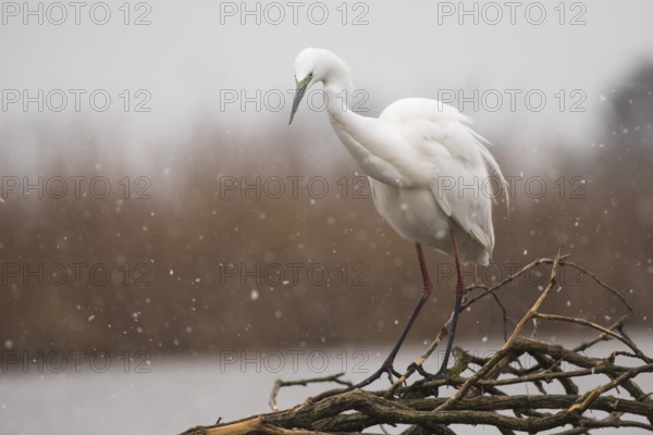 Great Egret (Ardea alba), Subotica, Serbia