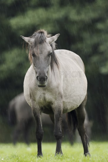 Dülmener Wildpferd, mare in the rain, Merfelder Bruch, Dülmen, North Rhine-Westphalia, Germany