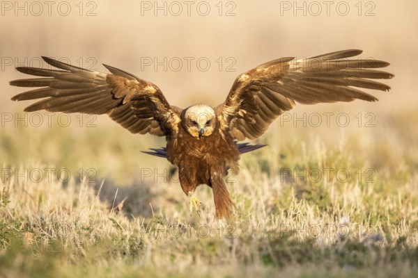 Western Marsh Harrier (Circus aeruginosus) female, Castile-La Mancha, Spain