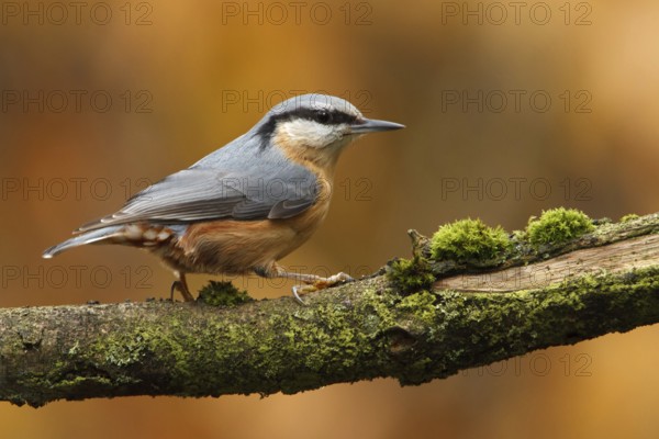 Eurasian Nuthatch (Sitta europaea), Utrecht, Netherlands
