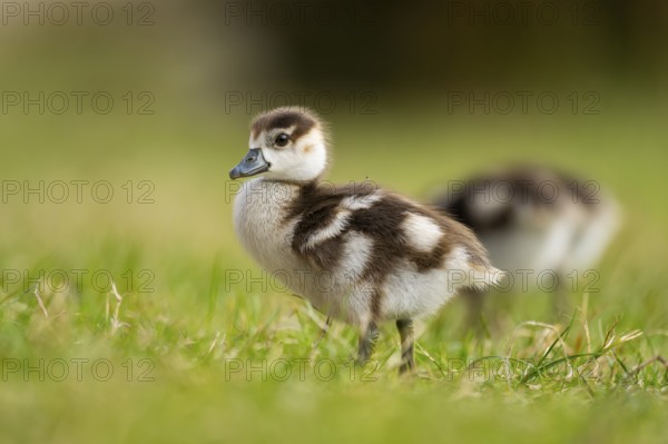 Egyptian goose (Alopochen aegyptiaca) cute chicks on a meadow at the shore of a lake, Bavaria, Germany